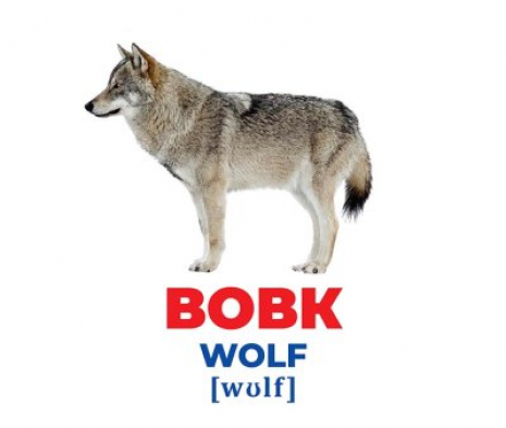 Картки Домана демонстраційні Геній з пелюшок.Тварини України (англо-укр) 1020-2 Ранок  10107192У