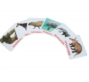 Картки Домана "Екзотичні тварини" від Вундеркінд з пелюшок, великі, з фактами. 2100064096501