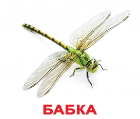 Картки Домана "Комахи" від Вундеркінд з пелюшок, великі, з фактами. 2100064096525