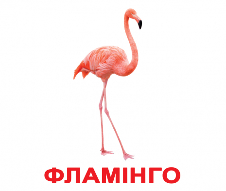 Картки Домана "Птахи" від Вундеркінд з пелюшок, великі, з фактами. 2100064096532