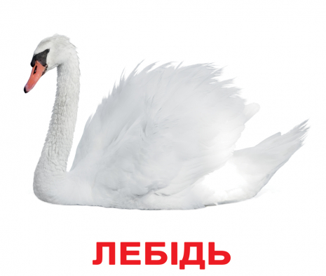 Картки Домана "Птахи" від Вундеркінд з пелюшок, великі, з фактами. 2100064096532