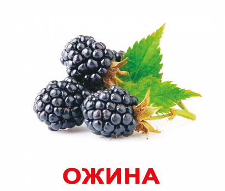 Картки Домана "Ягоди" від Вундеркінд з пелюшок, великі, з фактами. 2100064097041