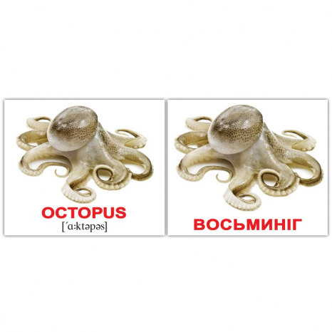 Картки Домана міні Водні тварини / Water animals англо-укр. Вундеркінд з пелюшок 2100065155313