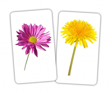 Картки Домана "Парочки за темами" від Вундеркінд з пелюшок. 2100065275417