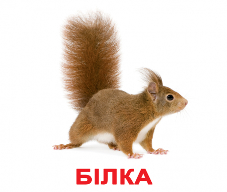 Картки Домана "Мої перші знання" від Вундеркінд з пелюшок, великі, з фактами. 4612731630959