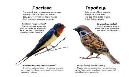Книжка-картонка: Хто це? Птахи + великі фото (запитання та відповіді) Пегас
