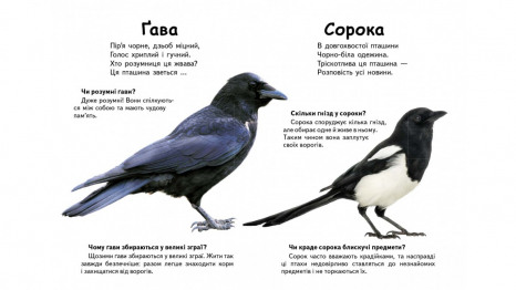 Книжка-картонка: Хто це? Птахи + великі фото (запитання та відповіді) Пегас