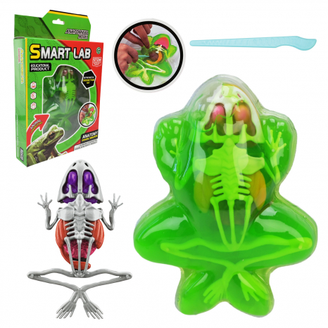 Лаборатоний набір (набір для дослідів)  анатомія Жаба: скелет, внутрішні органи 801B Smart Lab