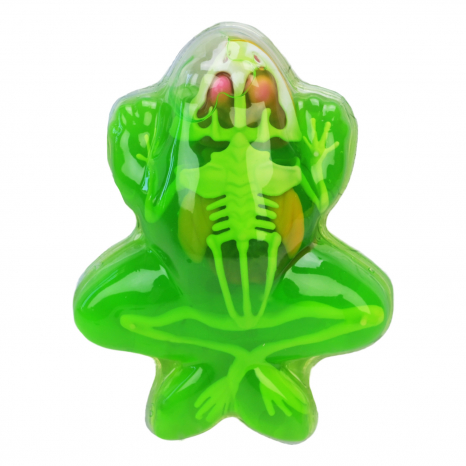 Лаборатоний набір (набір для дослідів)  анатомія Жаба: скелет, внутрішні органи 801B Smart Lab