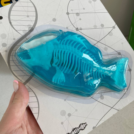 Лаборатоний набір (набір для дослідів) анатомія Піран'я: скелет та внутрішні органи 802B