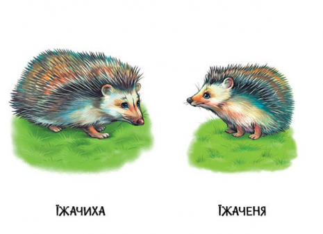 Книга картонка. Мами і дитинчата А2116001У Ранок