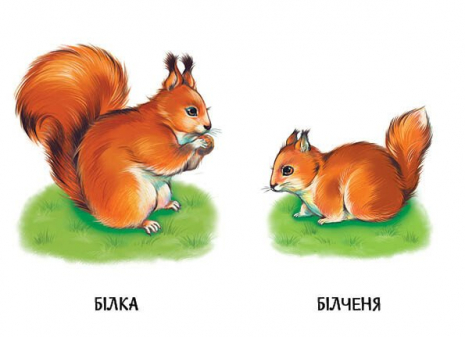 Книга картонка. Мами і дитинчата А2116001У Ранок