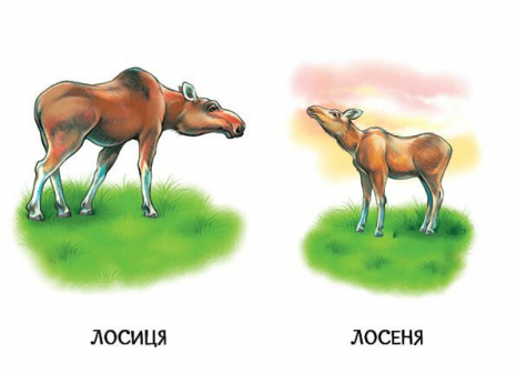 Книга картонка. Мами і дитинчата А2116001У Ранок