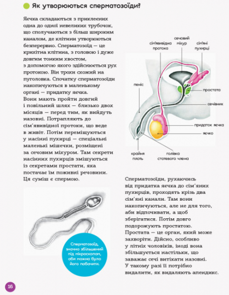 Для турботливих батьків. Енциклопедія статевого життя.10-13років. ДТБ056