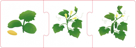 Настільна гра. Логічні ланцюжки. Тварини і рослини. Етапи розвитку (укр) КН1782003У КЕНГУРУ