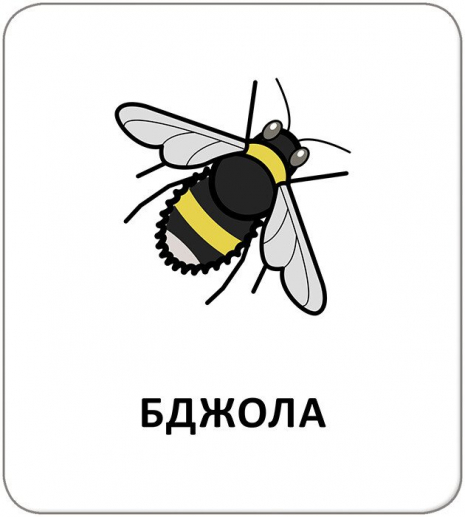 КЕНГУРУ Картки з піктограмами. Тварини (Укр)