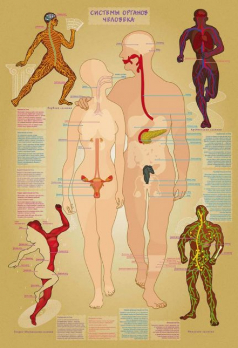 Гра навчальна з багаторазовими наліпками "Тіло людини" (українська мова) Умняшка КП-004р