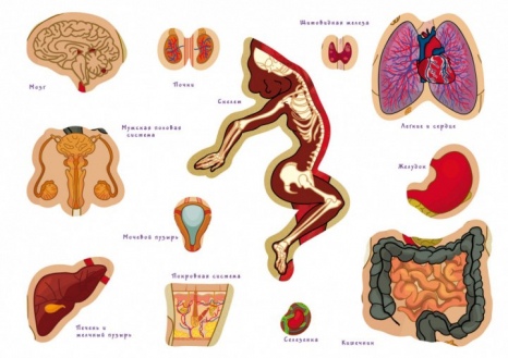 Гра навчальна з багаторазовими наліпками "Тіло людини" (українська мова) Умняшка КП-004р