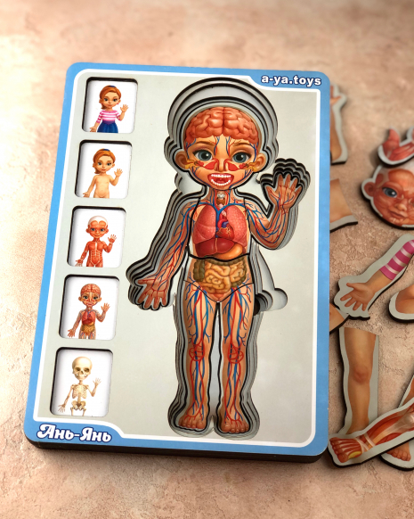 Сортер-пазл "Анатомія людини - дівчинка" Ань-Янь. ПСФ025