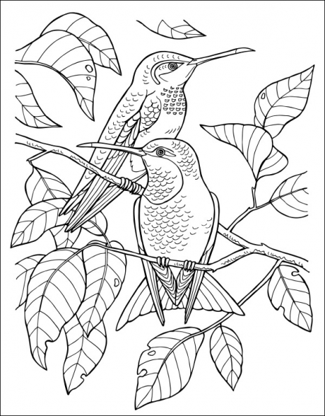 Велика книга розмальовок : Дівчатка та квіти (укр) С1736004У