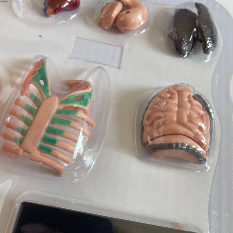 Учебный игровой набор "Анатомия человека" с муляжами внутренних органов + подставка, XMR 025