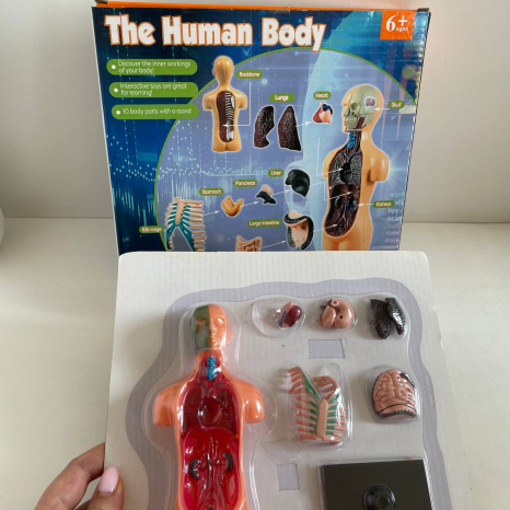 Учебный игровой набор "Анатомия человека" с муляжами внутренних органов + подставка, XMR 025