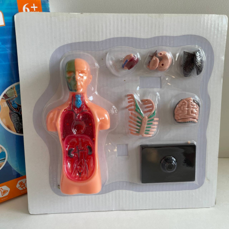 Учебный игровой набор "Анатомия человека" с муляжами внутренних органов + подставка, XMR 025
