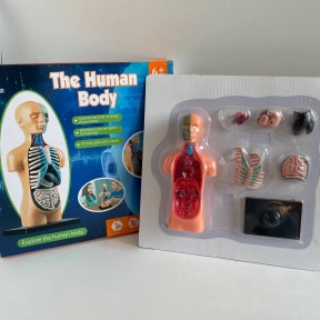 Навчальний ігровий набір "Анатомія людини" з муляжами внутрішніх органів + підставка, XMR 025